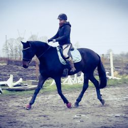 Hest i træning