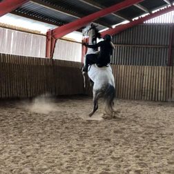 Hest i træning